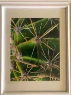 Academy of Special Dreams - Kathleen Victory's Class - Photography of Green Cactus