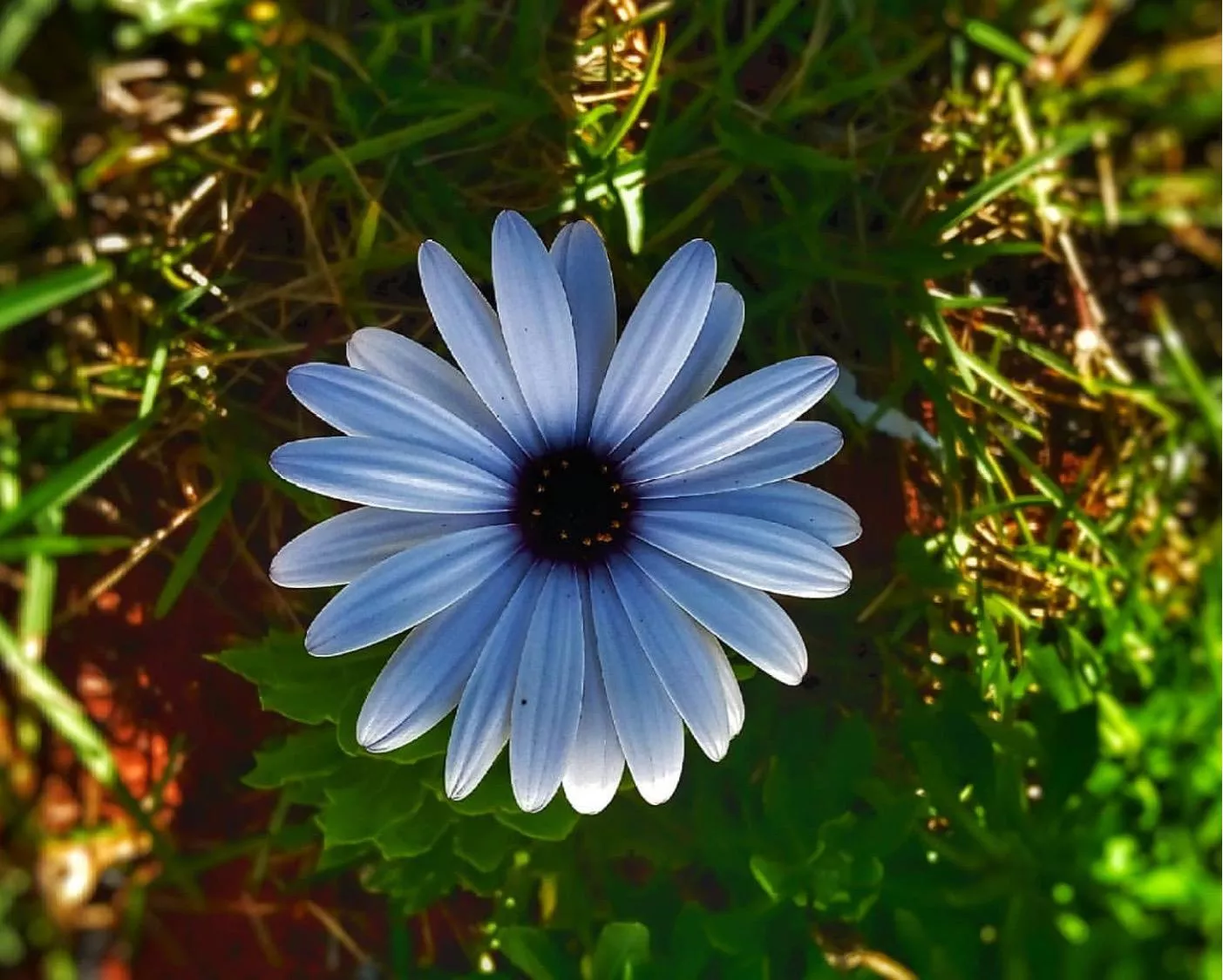 Viewed from above and in shadows, a single white daisy flower with a black center grown from a patch of grass.