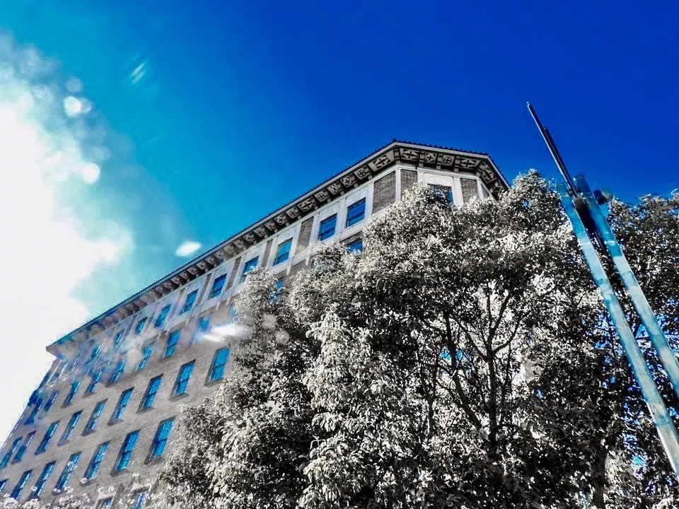 The image captures an intensely blue sky with solar glare slightly blurring the left side. Central to the frame is a white building with several floors of blue windows and a large tree filled with leaves that appear black and white from the sun.